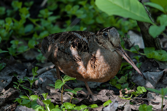Wildlife