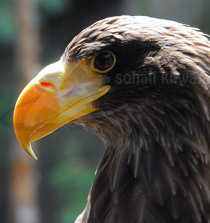 Wildlife