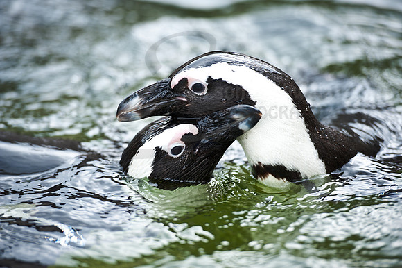 Wildlife