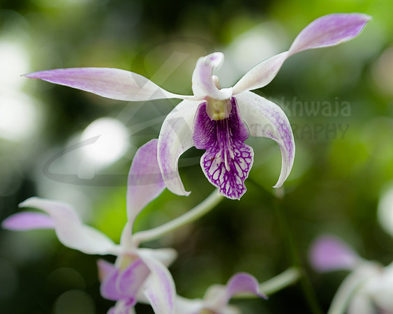 Flora