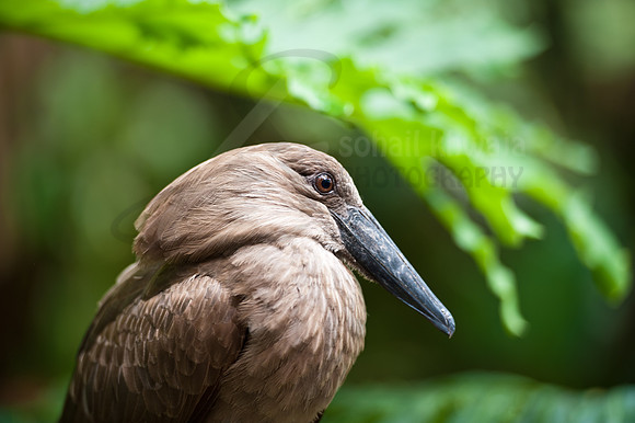 Wildlife