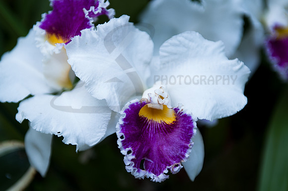 Flora