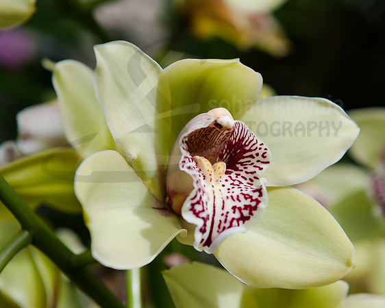 Flora