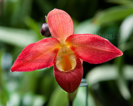 Flora