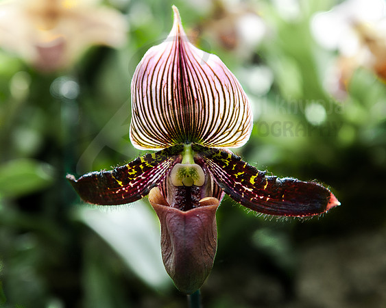 Flora