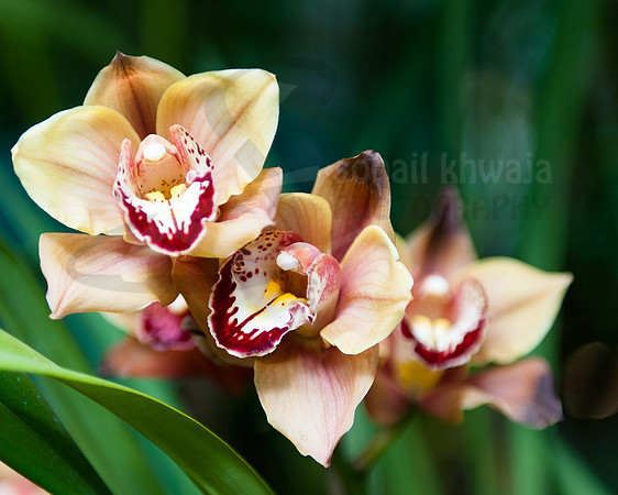 Flora