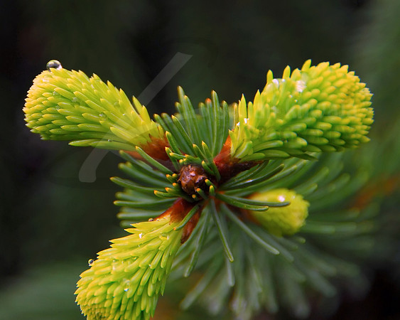 Flora