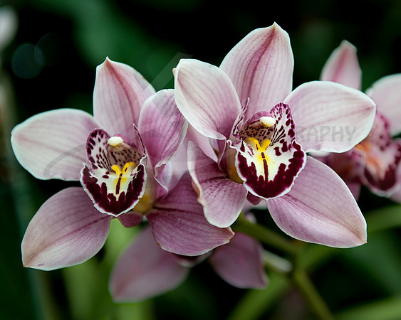 Flora