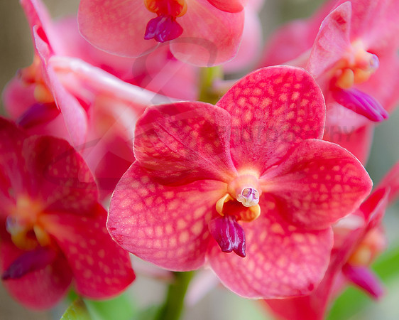 Flora