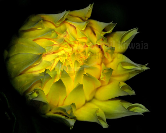 Flora