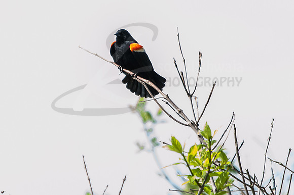 Wildlife