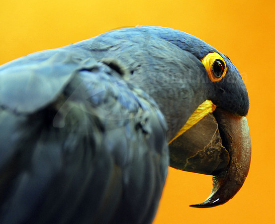 Wildlife
