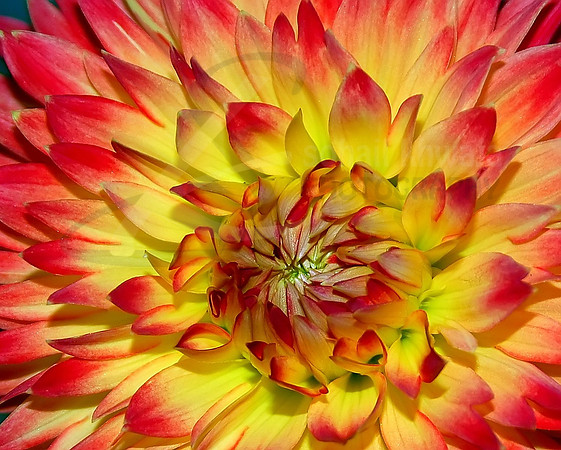 Flora