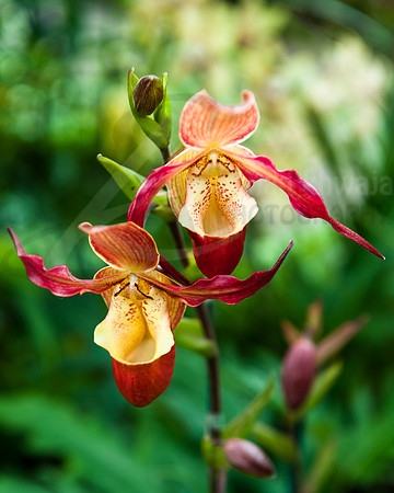 Flora