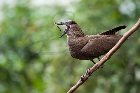 Wildlife