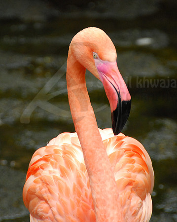 Wildlife