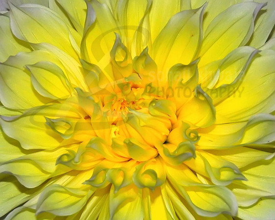 Flora
