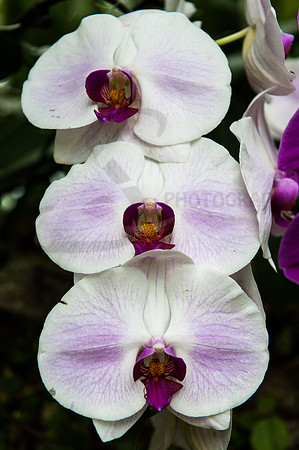 Flora
