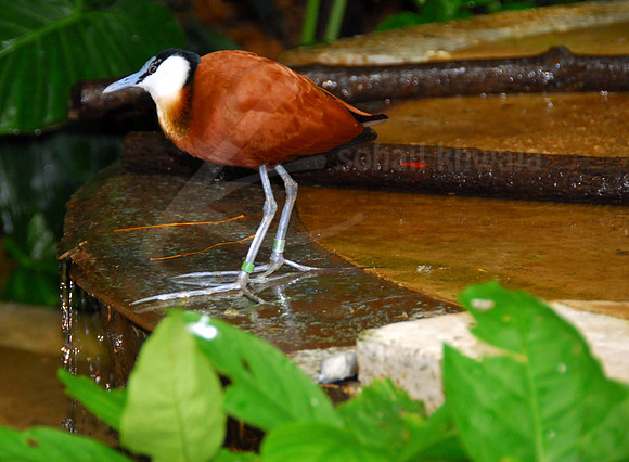 Wildlife