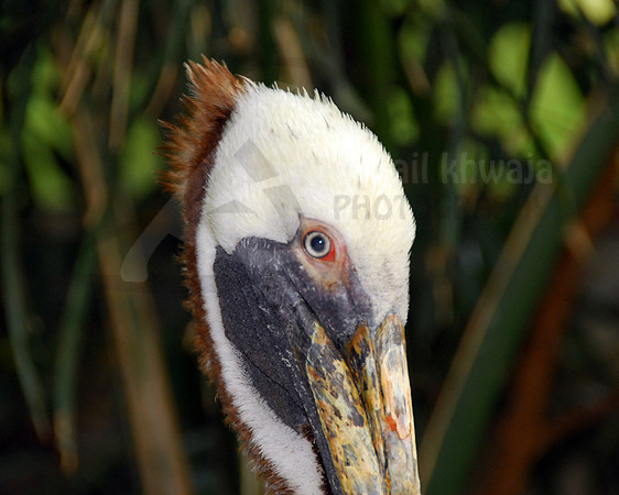 Wildlife