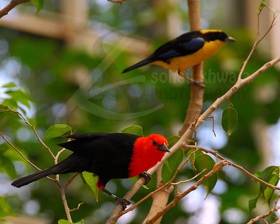 Wildlife