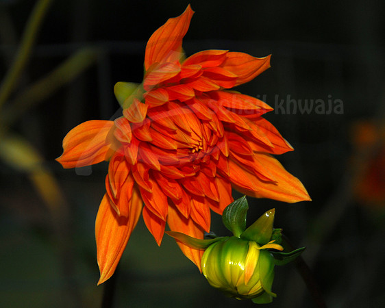 Flora