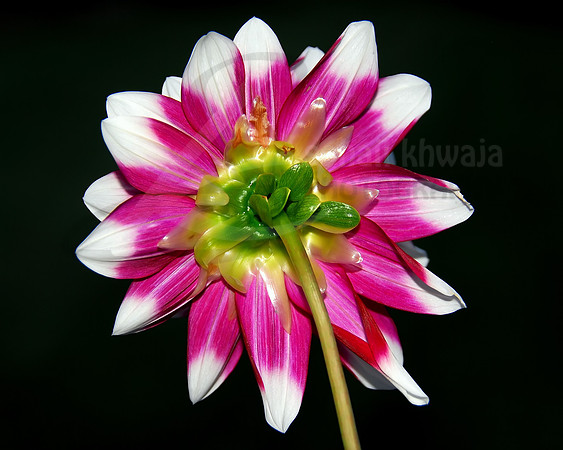 Flora
