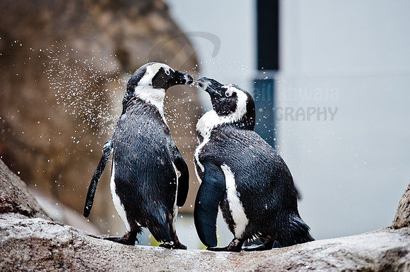Wildlife