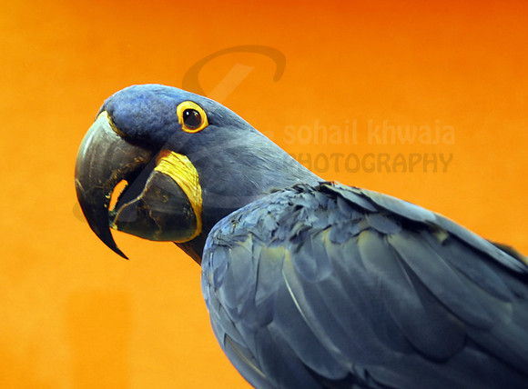 Wildlife