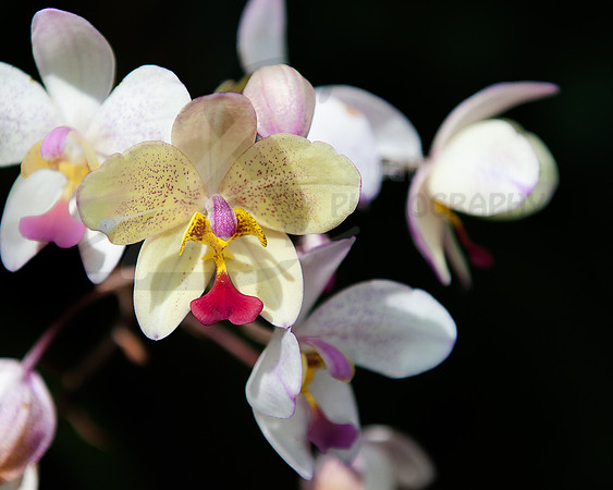Flora