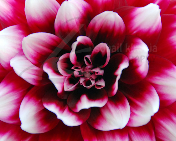 Flora