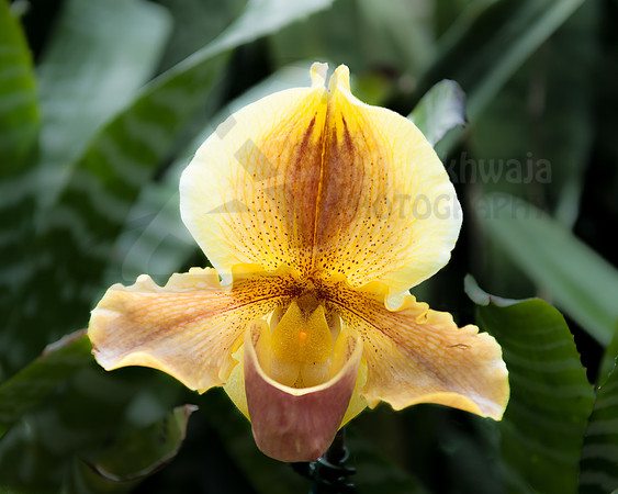 Flora