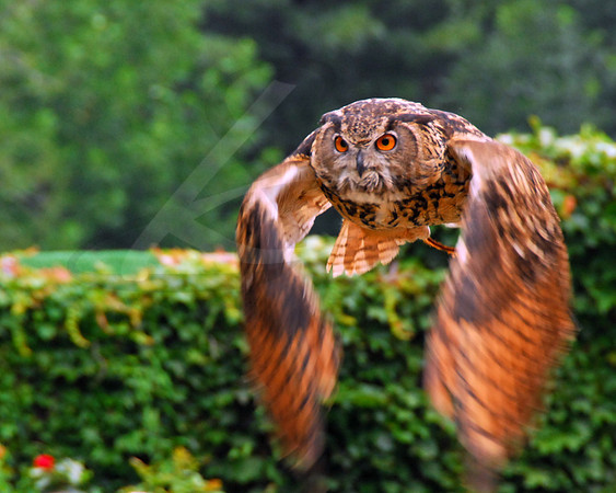 Wildlife
