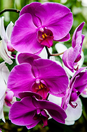 Flora