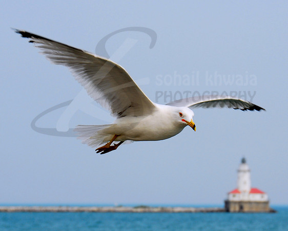 Wildlife